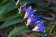 11 Gentiana asclepiadea  baciata dai raggi del sole nell'ombrosa abetaia